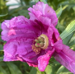 anomala maja ees IMG-6455